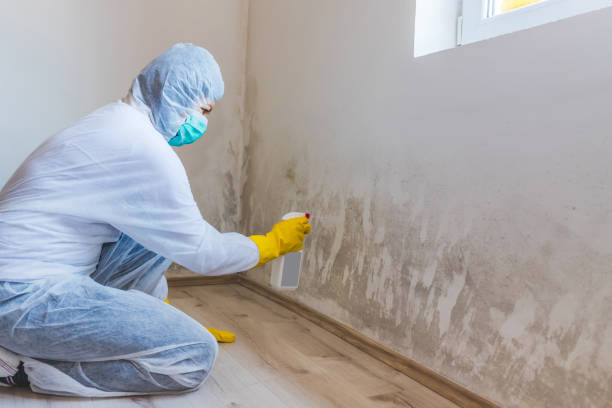 Professional mold removal team in Glenn Dale