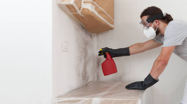 Basement Mold Remediation treatment on basement walls in Glenn Dale